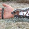 Protection maille avant bras – Image 2