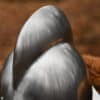 Casque Morion allemand – Image 5